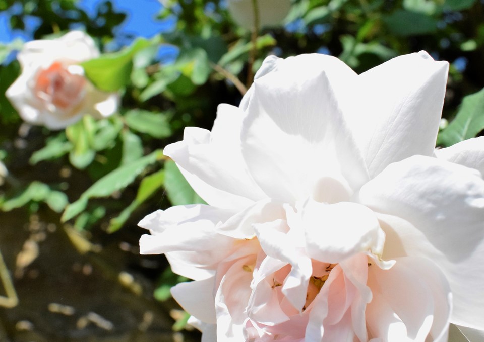 Roses from a Chelsea Flower Show winner