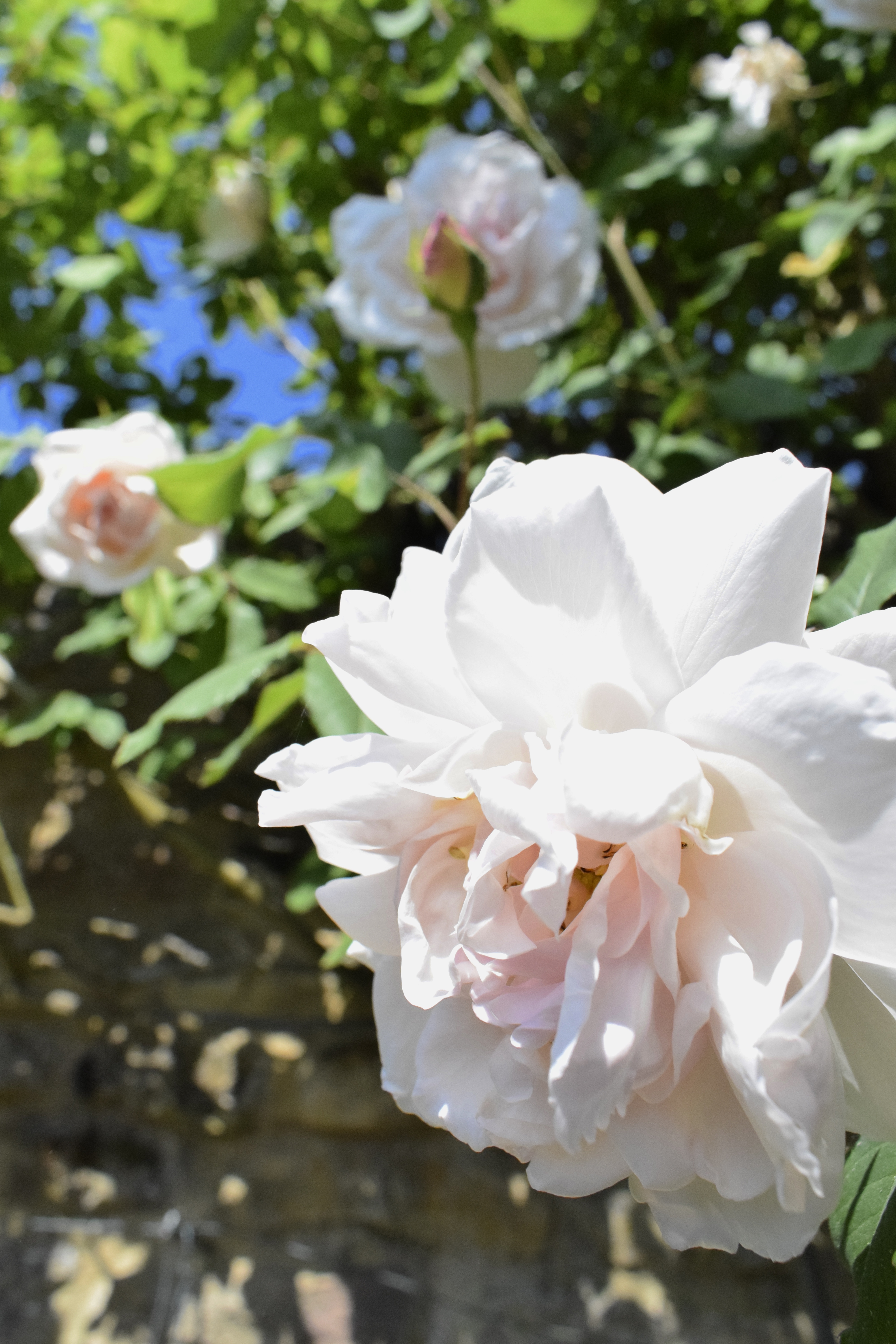 Roses from a Chelsea Flower Show winner